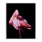 Stupell Industries Avian Contrast Flamingo Framed Giclee, design by James Corwin